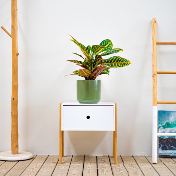 Necesidad de mucha luz