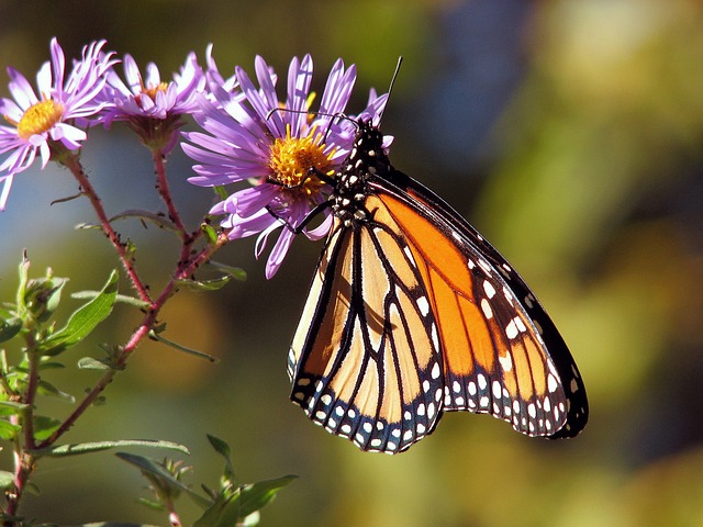 mariposa en una flor