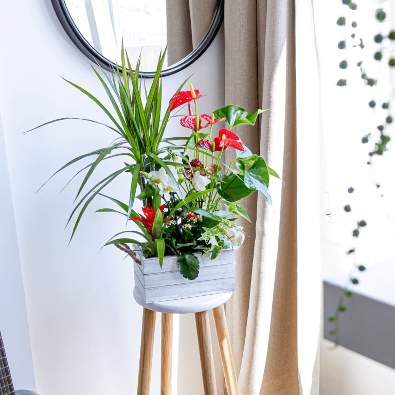 Anturios per la mama