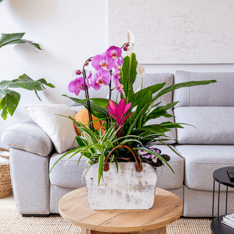 Bolso de madera plantes