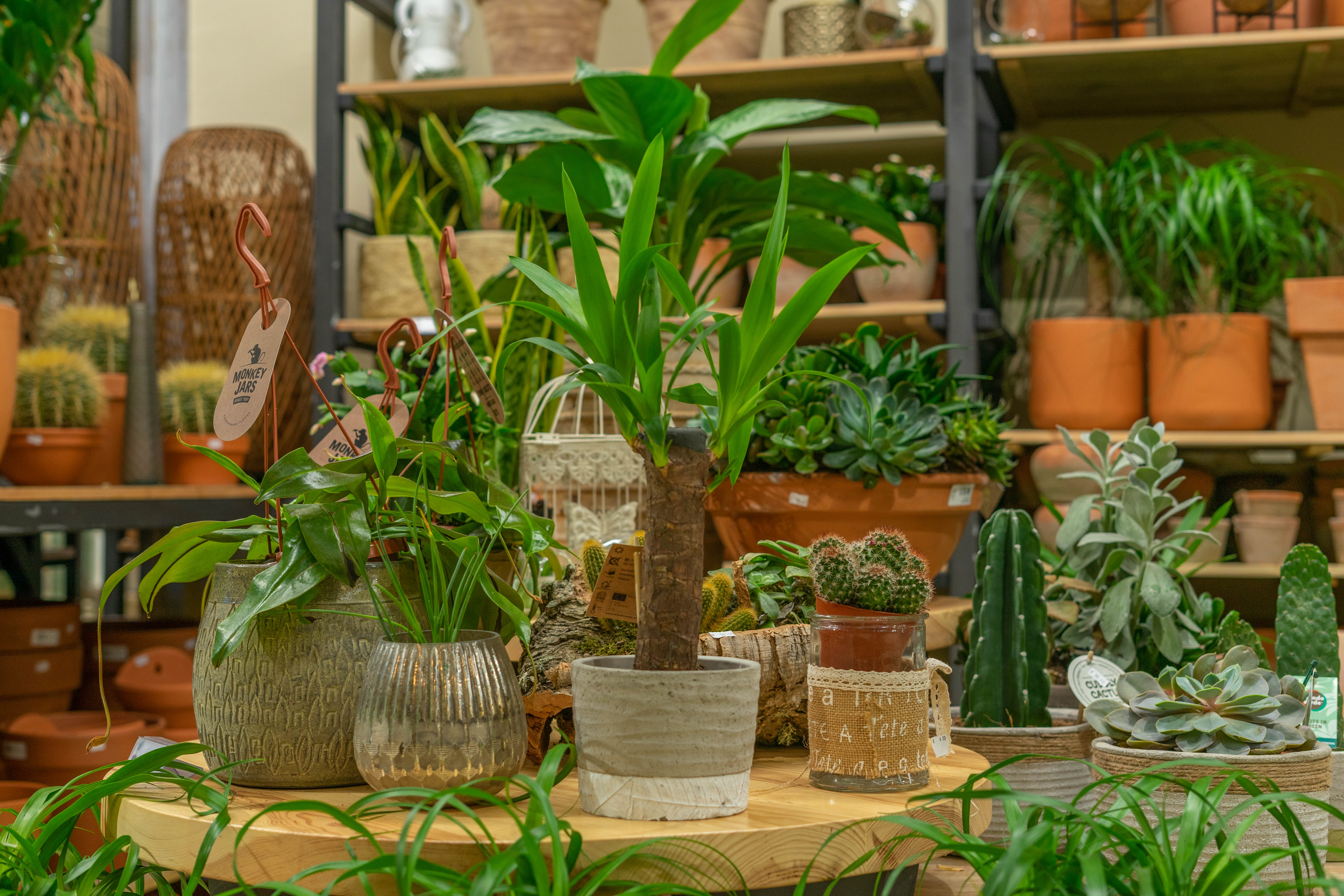 Las 10 Mejores Plantas de Interior fáciles de cuidar