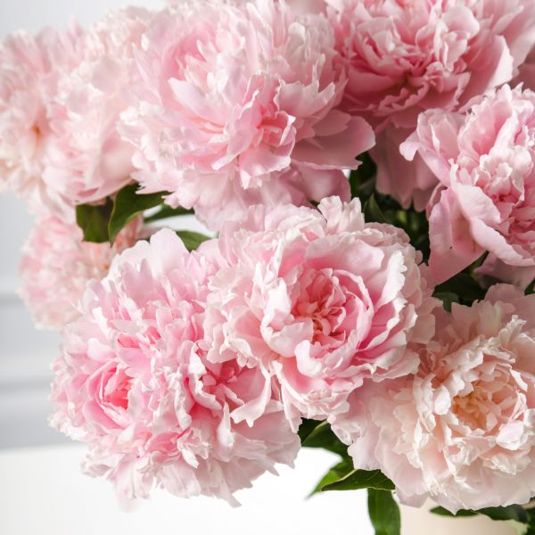 peonias flor del mes