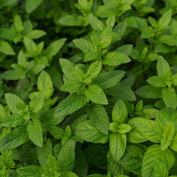 menta aromatica