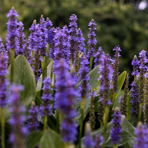 lavanda con fragancia
