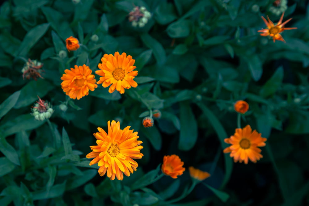 calendula naranja