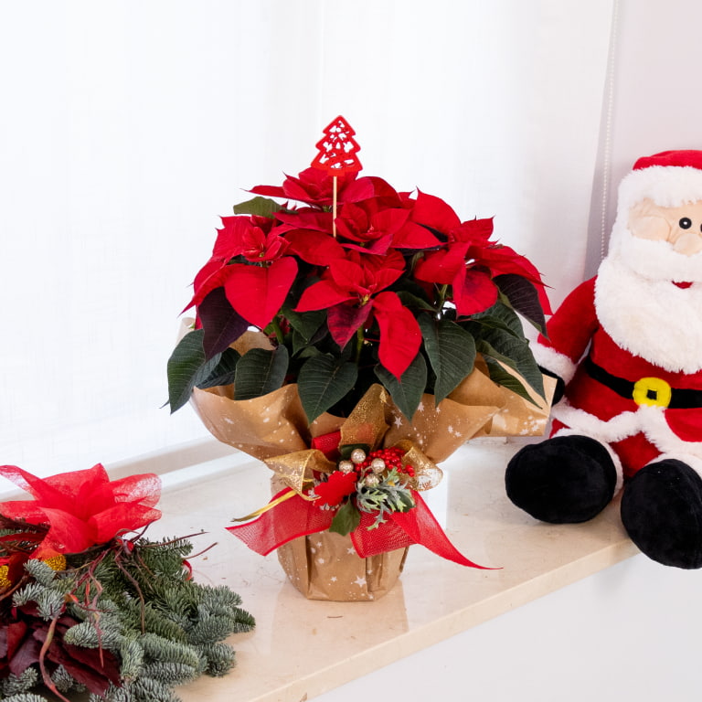 poinsettia flor de pascua