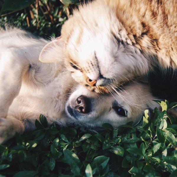 Plantas no toxica mascotas Gato y perro