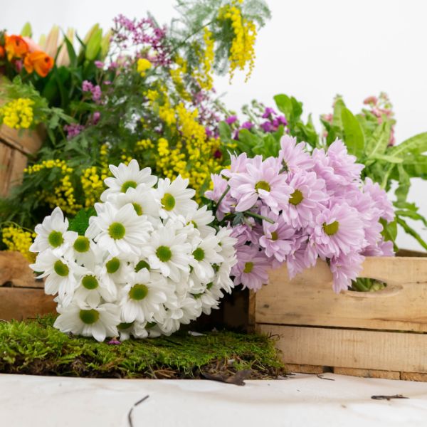 margaritas blancas y lilas