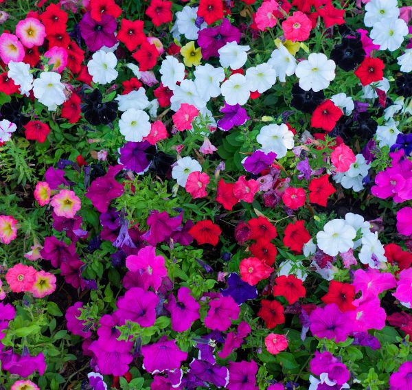 Petunias