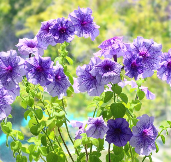 Plantas florecidas primavera