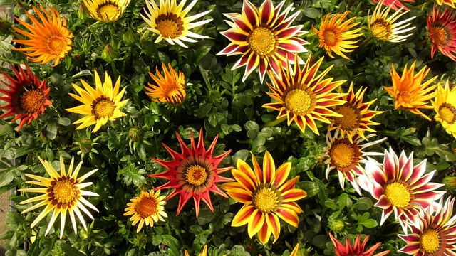 gazania planta aguanta calor