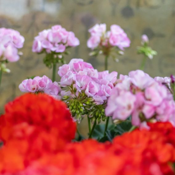 geranio resistente al sol