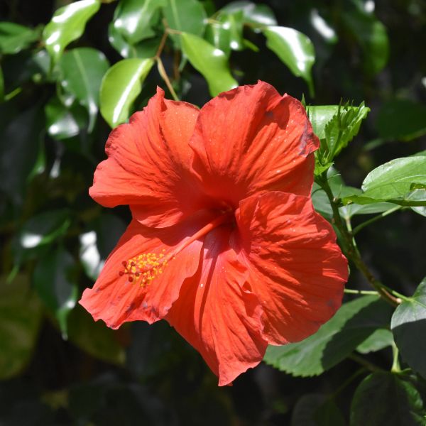 hibisco
