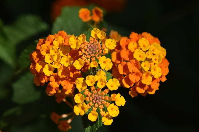 lantana amarilla