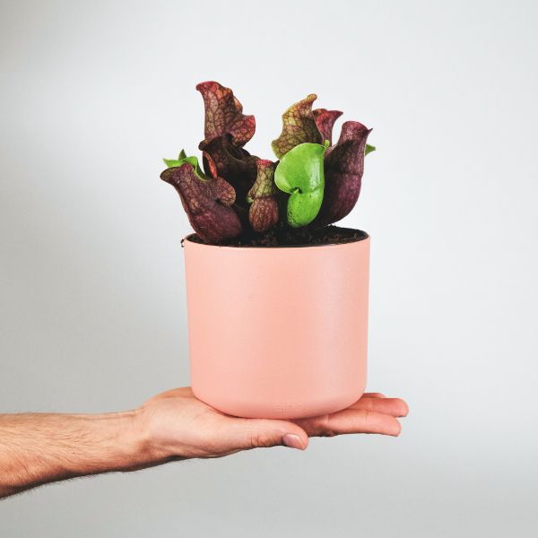 cuidados de plantas carnivoras