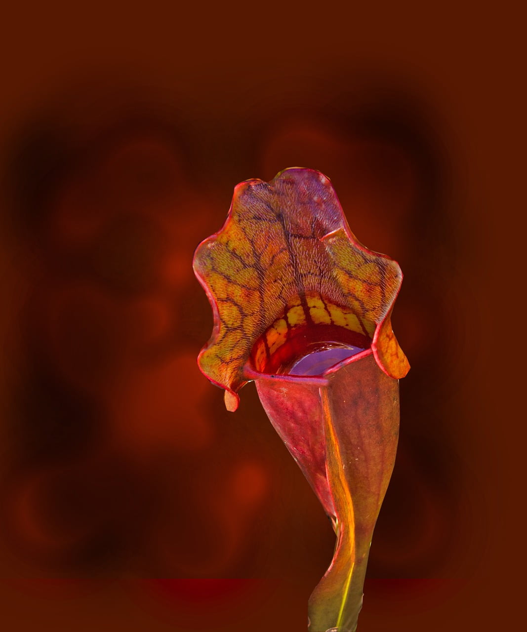 sarracenia