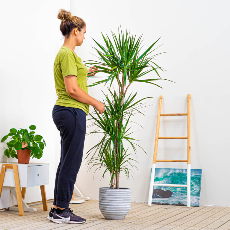 marginata planta para el hogar