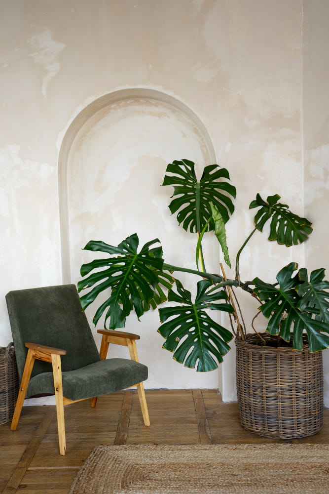 monstera en hogar