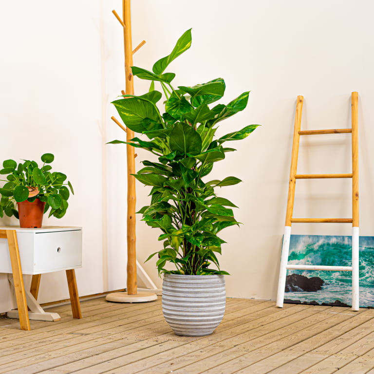 pothos para decorar tu rincon