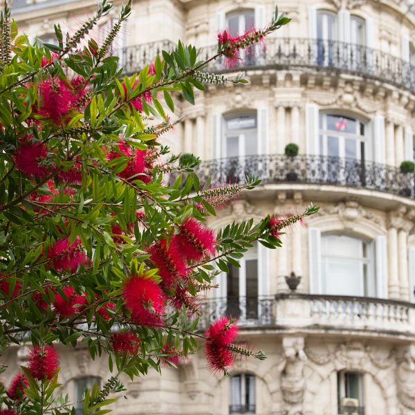 callistemon planta de jardin