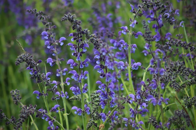 salvia