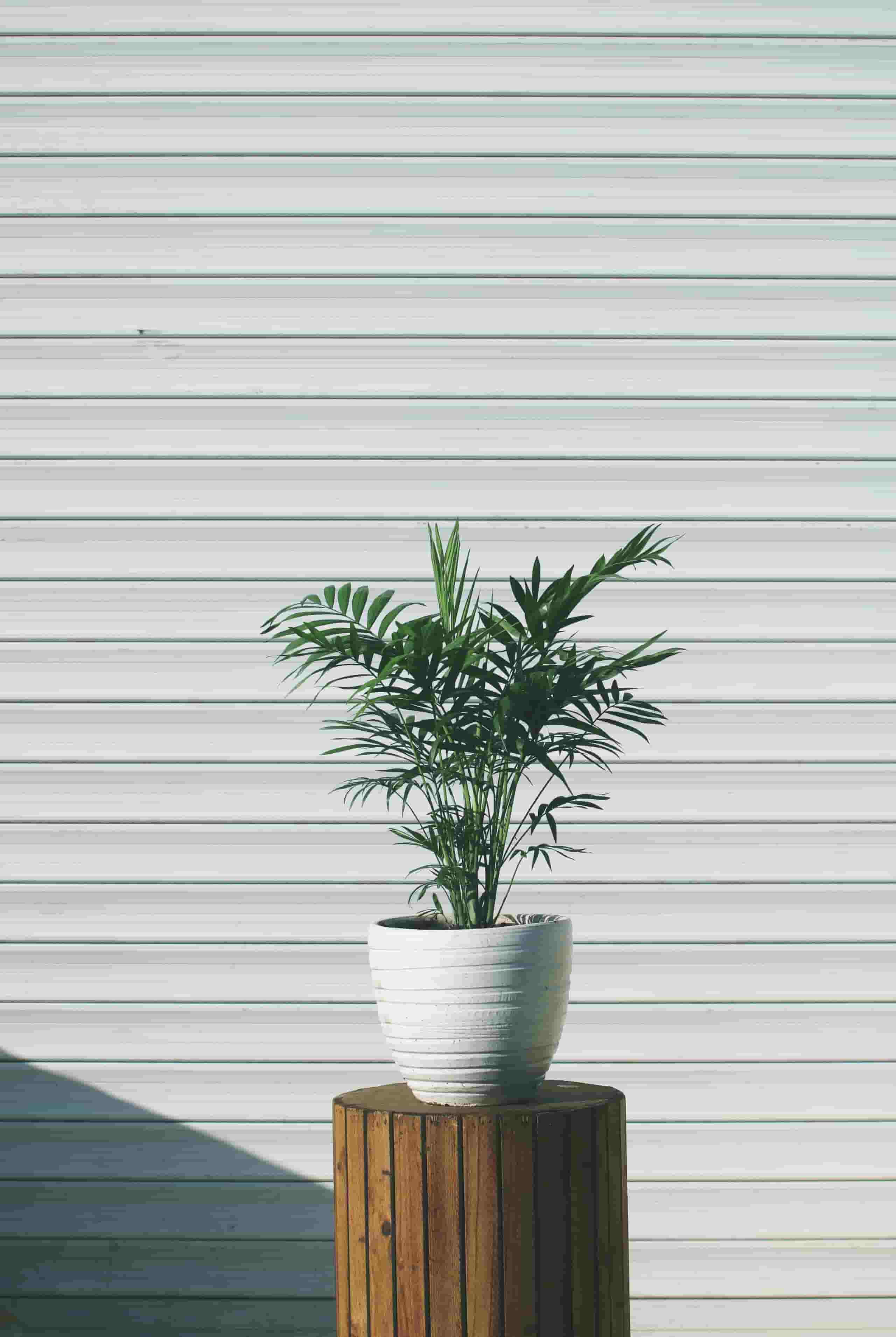 planta de poco cuidado