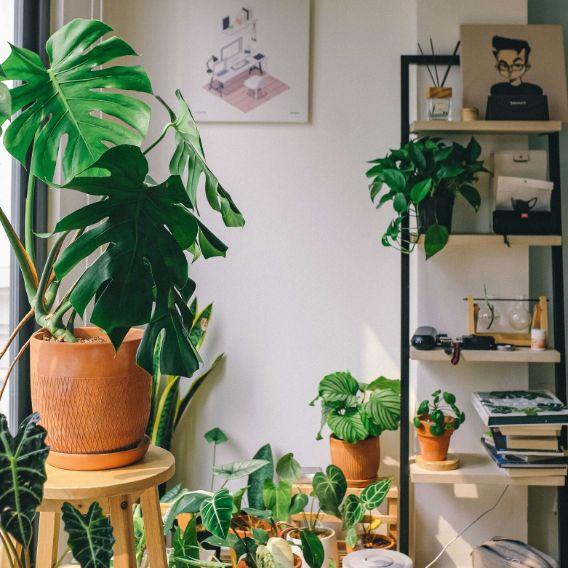 plantas de interior