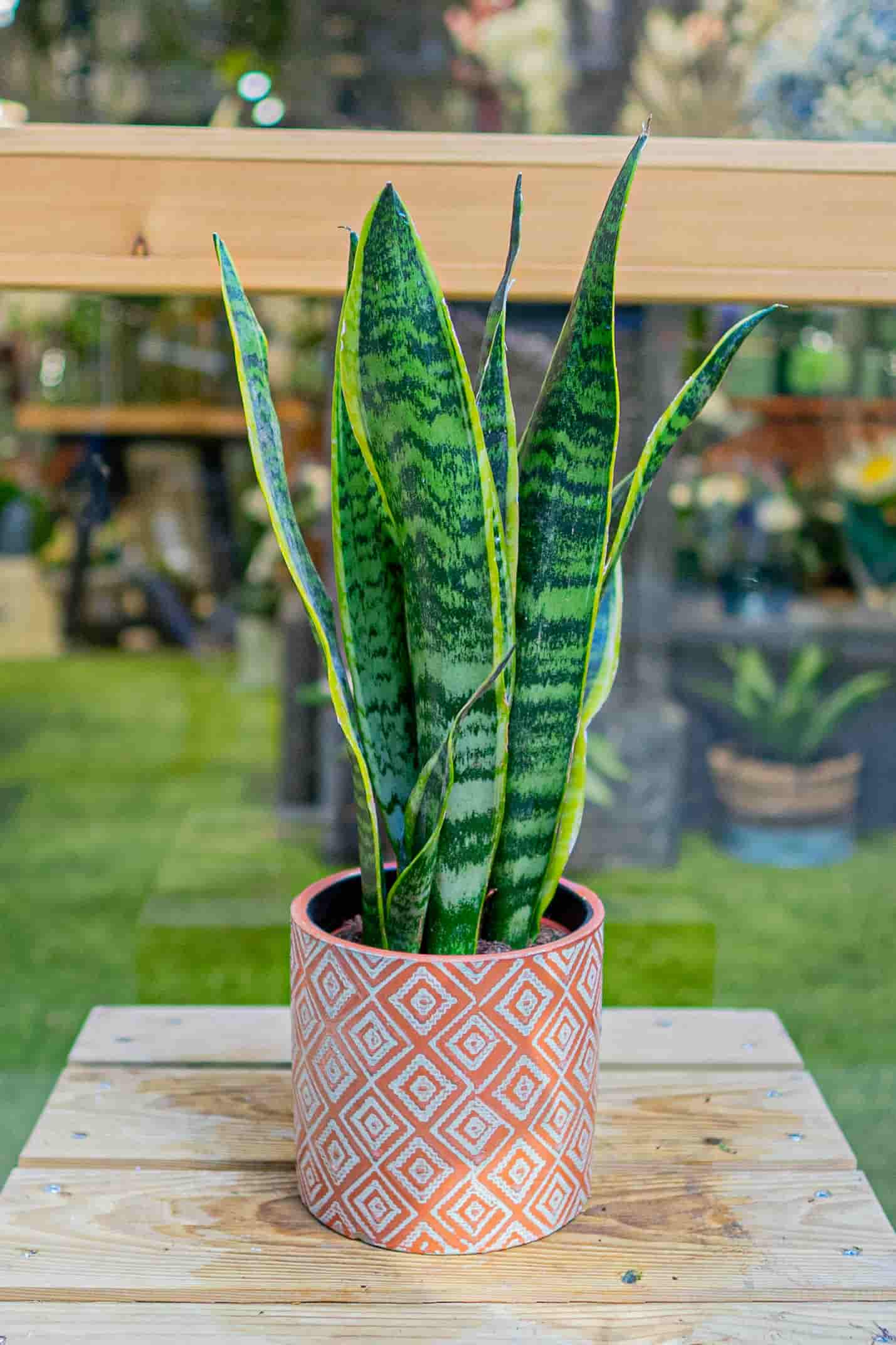 sansevieria lengua de suegra