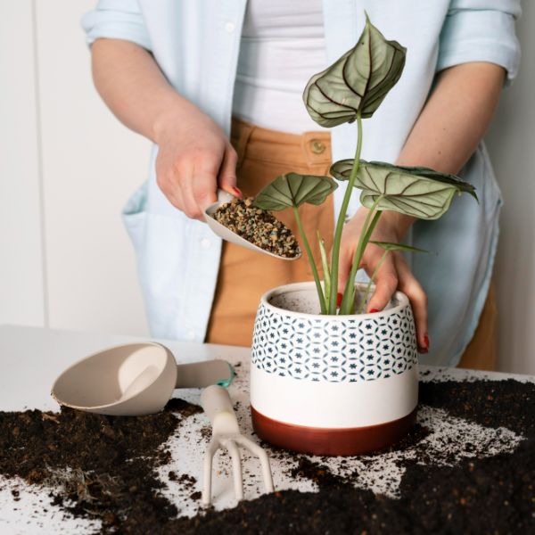 como y cuando trasplantar