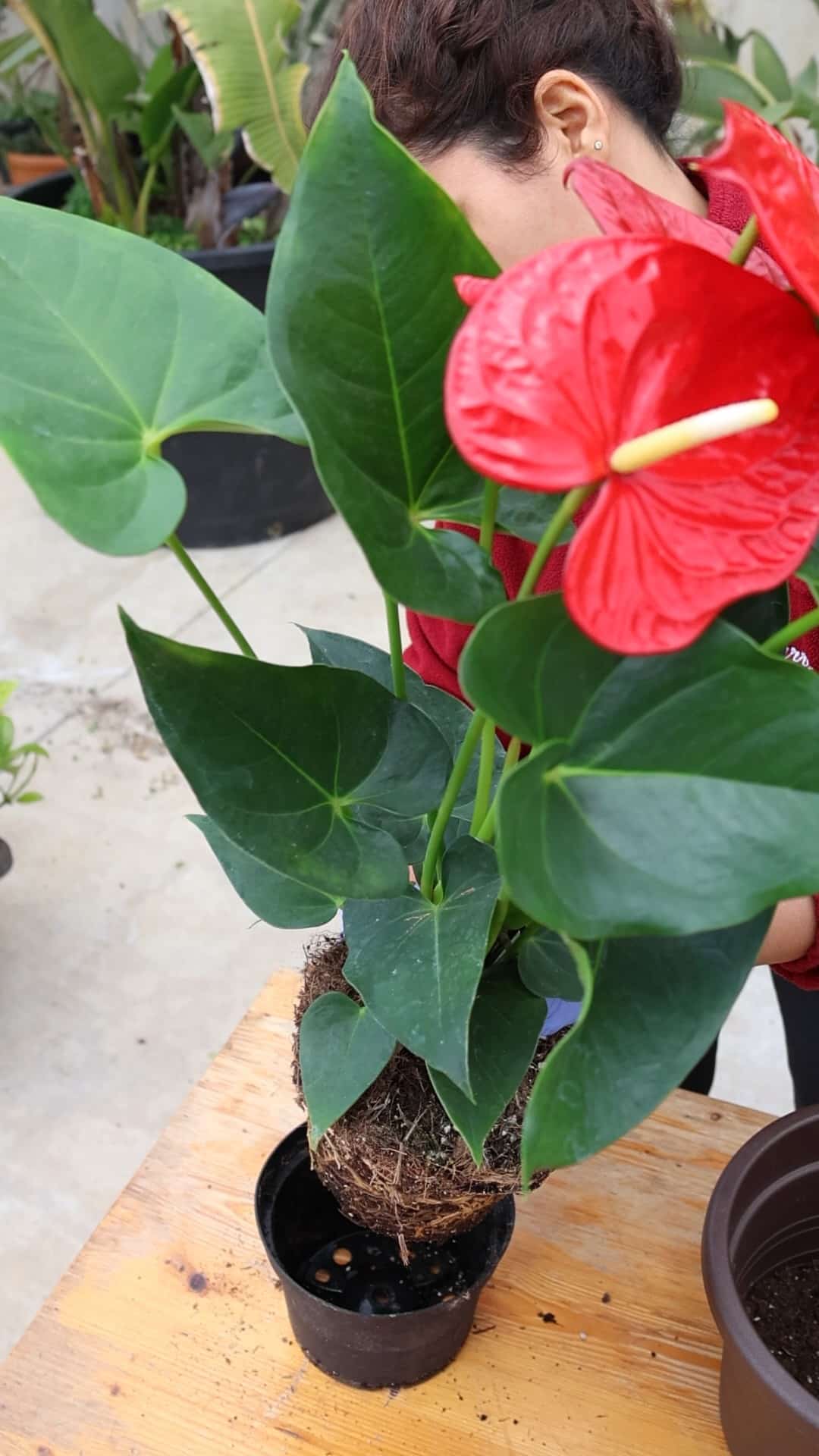 extraccion de planta