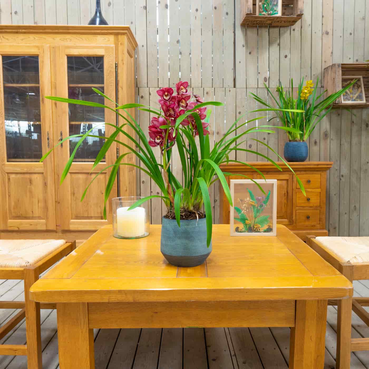 orquidea para la casa