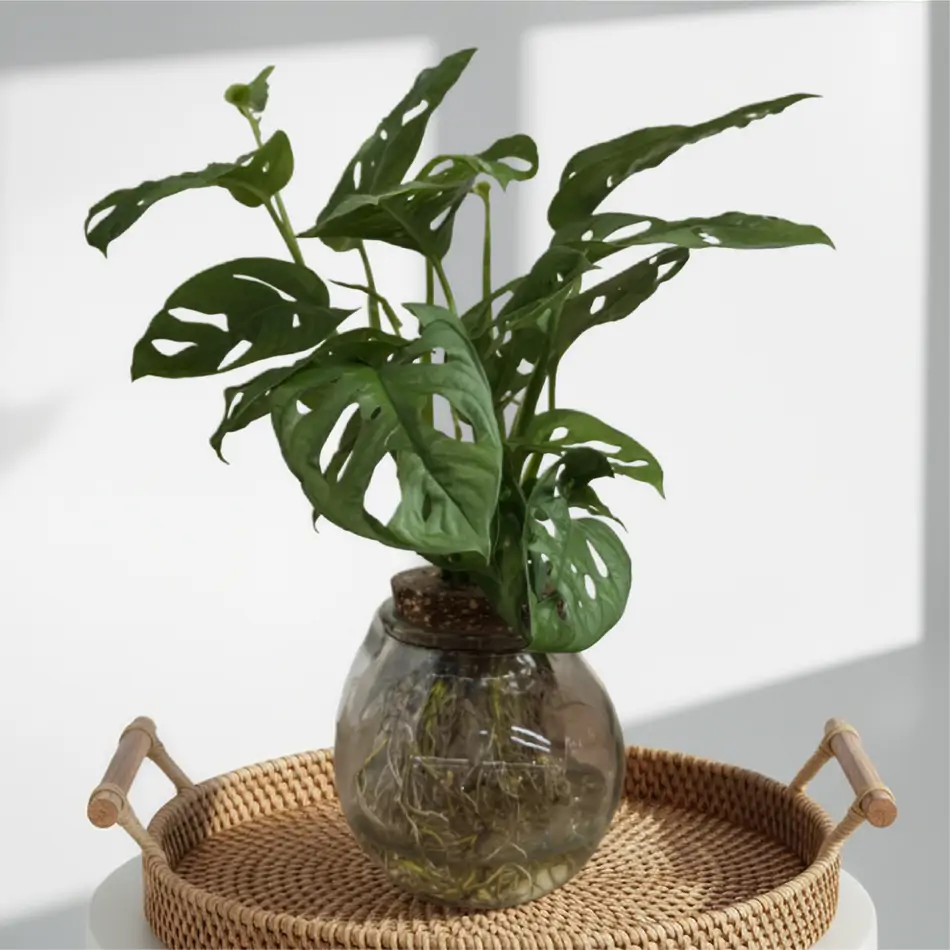 Andsansonii acuático