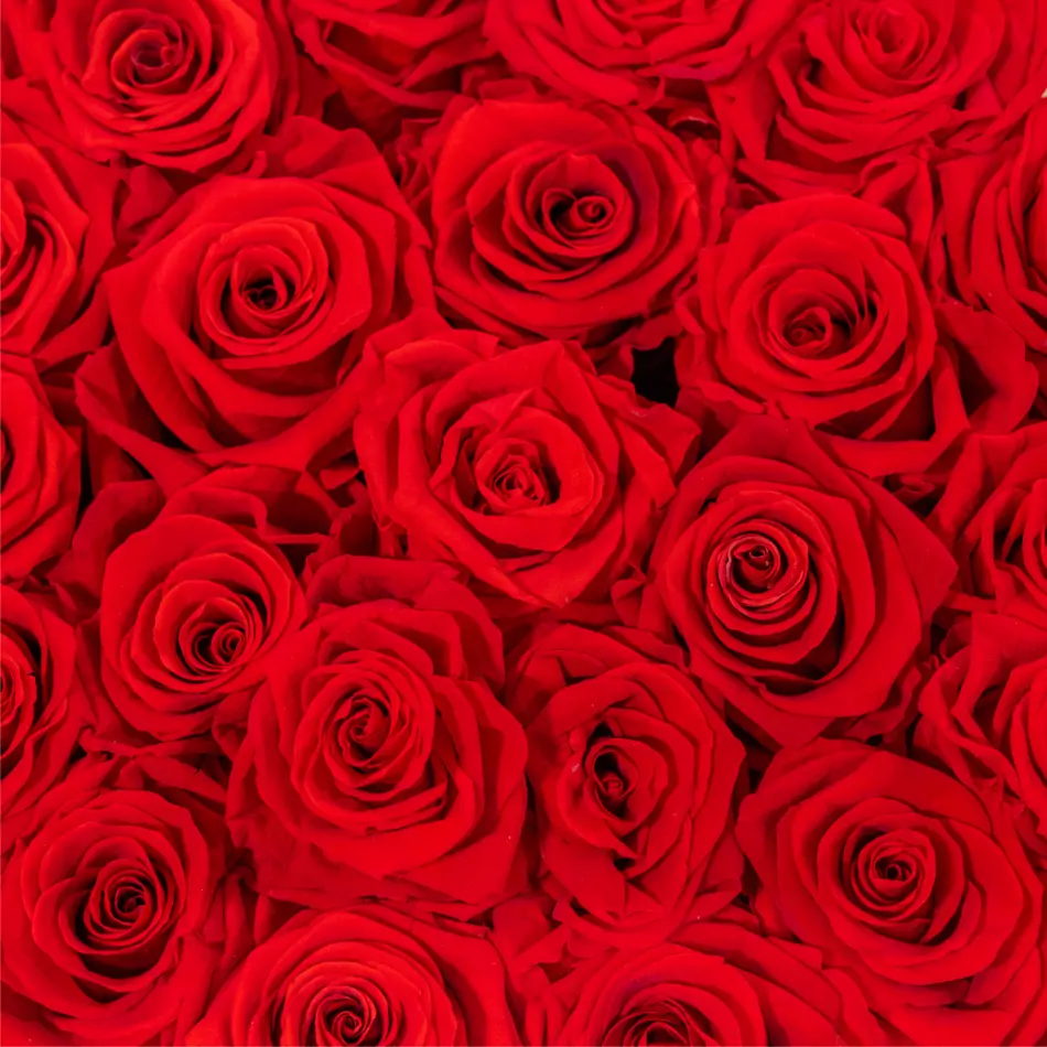 Caja de 24 rosas preservadas