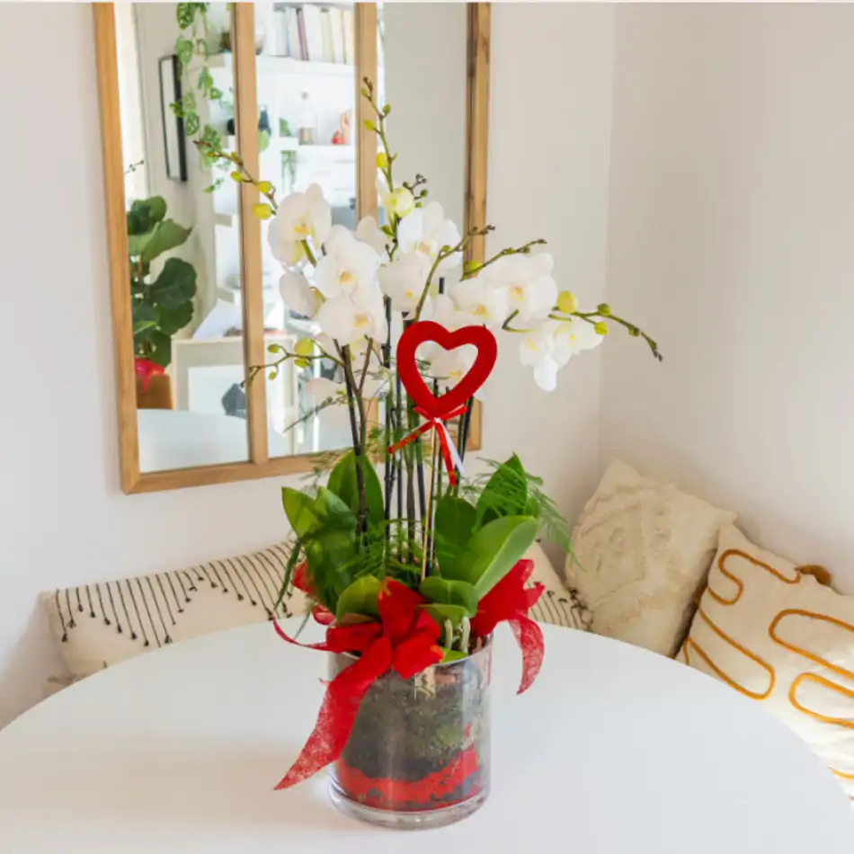 Cilindro de Orquideas Phalaenopsis Blanca: Elegancia Natural para San Valentín.SV4