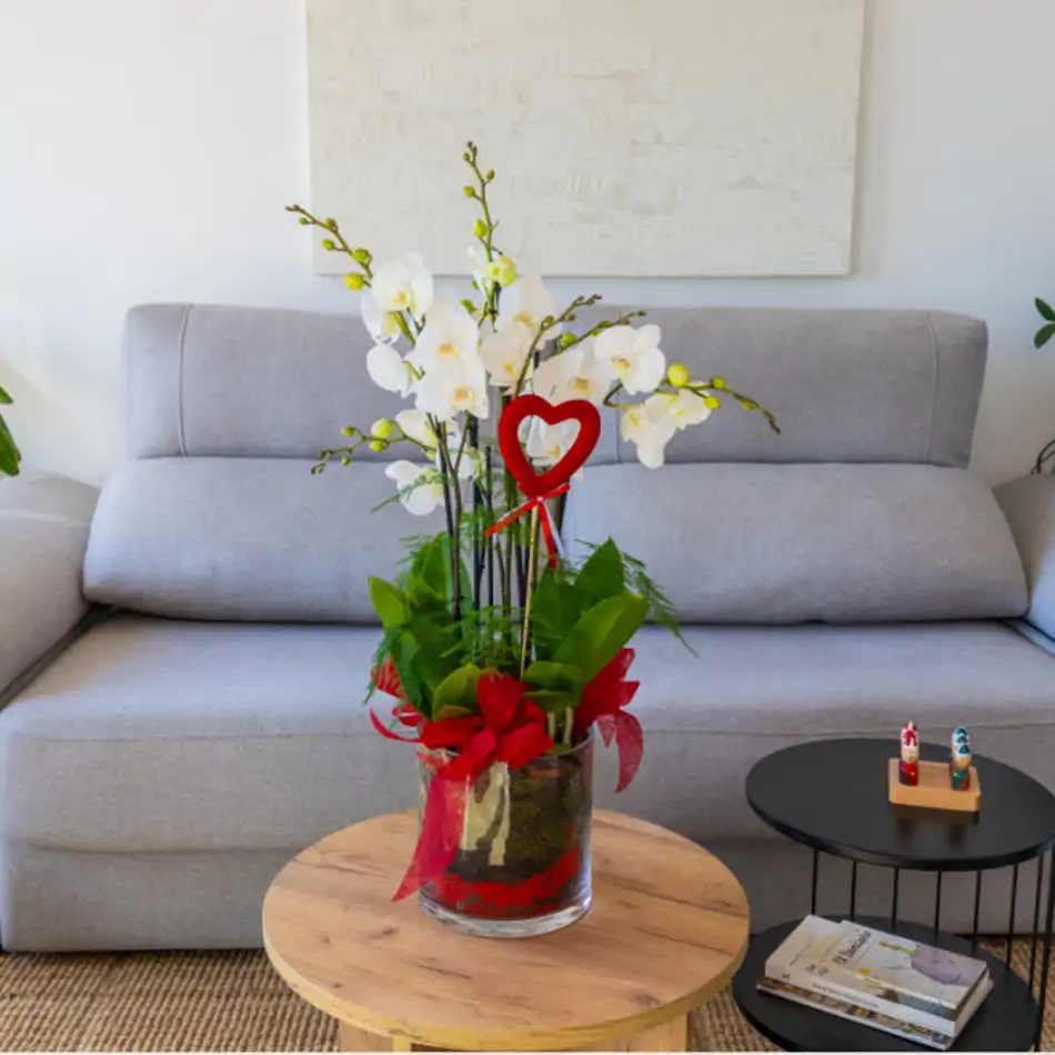 Cilindro de Orquideas Phalaenopsis Blanca: Elegancia Natural para San Valentín.SV4