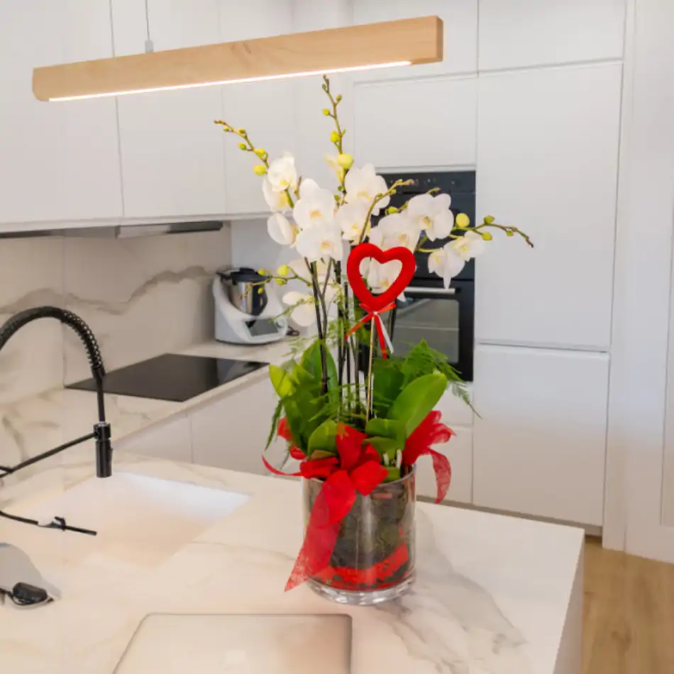 Cilindro de Orquideas Phalaenopsis Blanca: Elegancia Natural para San Valentín.SV4