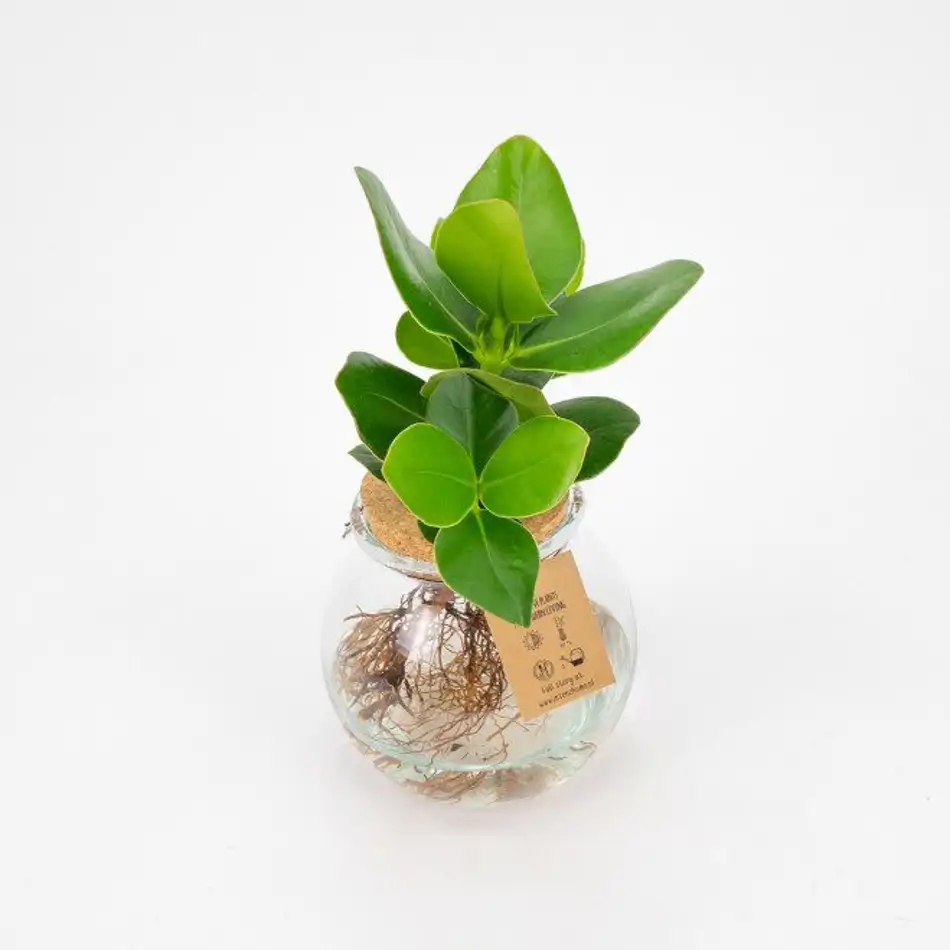 Clusia en gerro de vidre