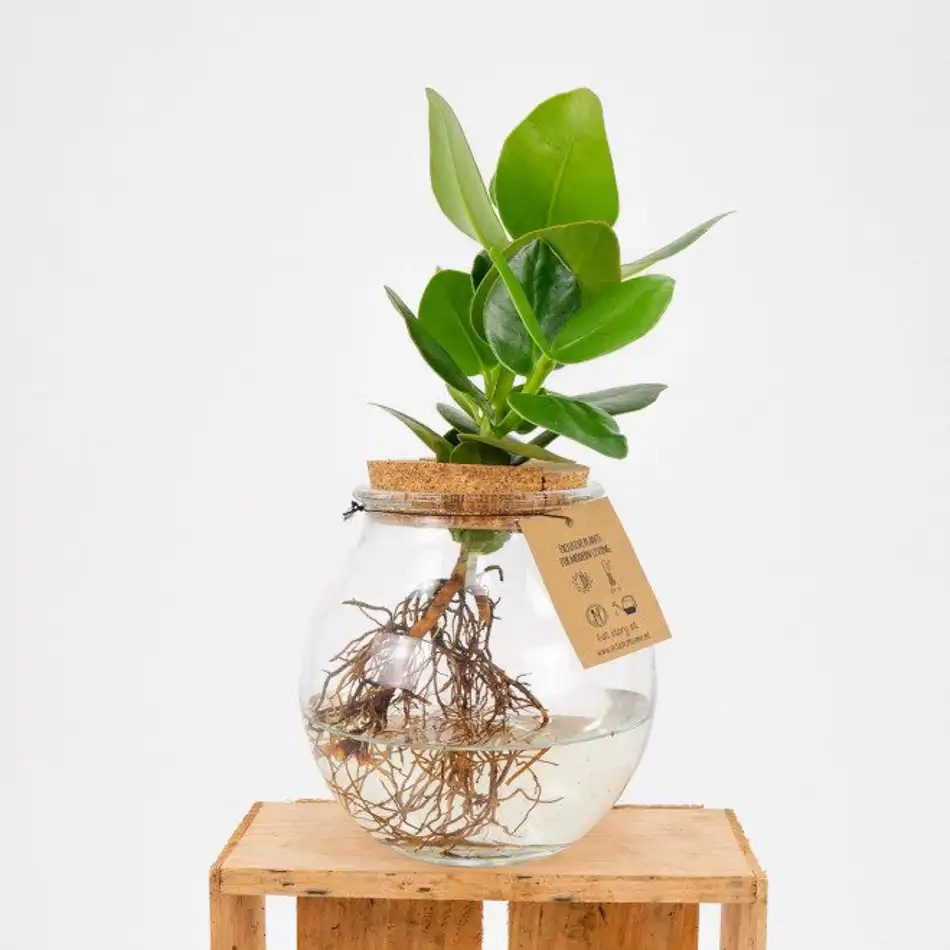 Clusia en gerro de vidre