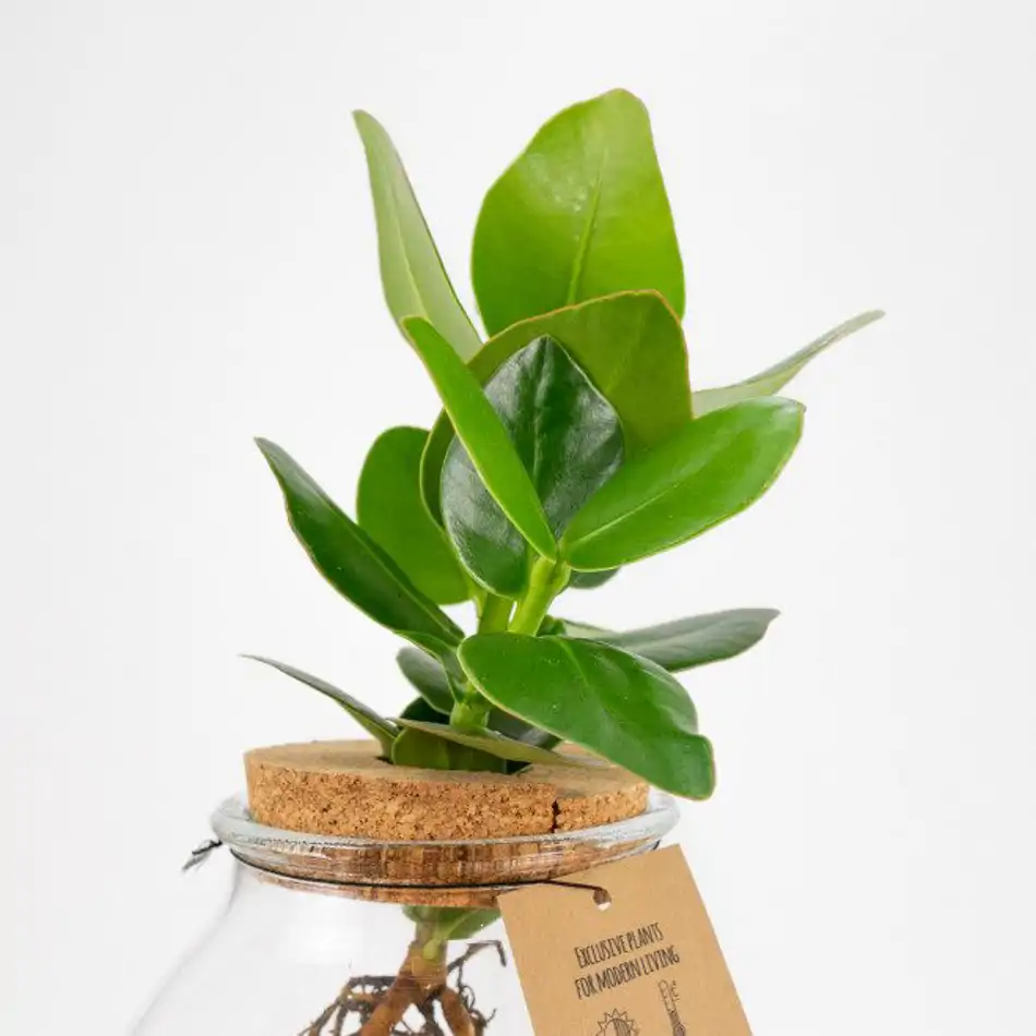 Clusia en gerro de vidre