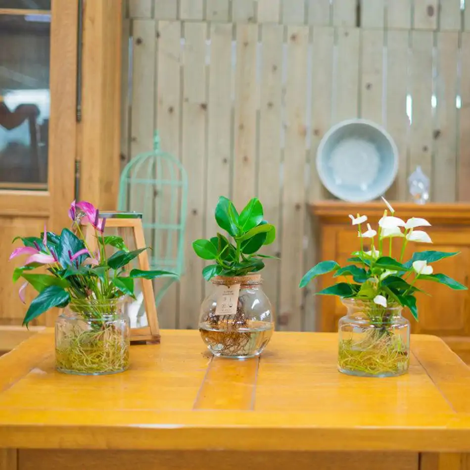 Clusia en gerro de vidre