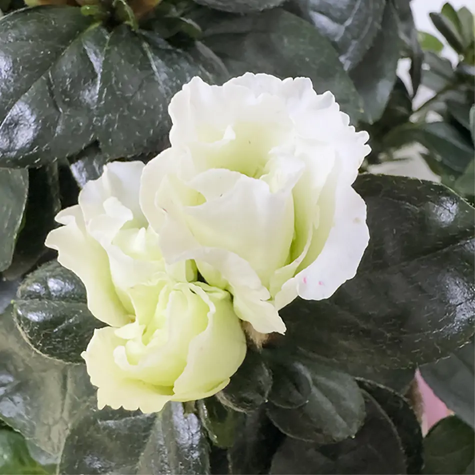 Composición de azaleas