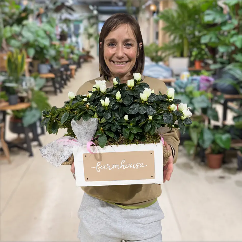 Composición de azaleas