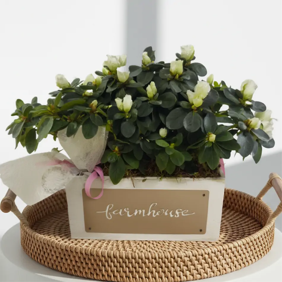 Composición de azaleas