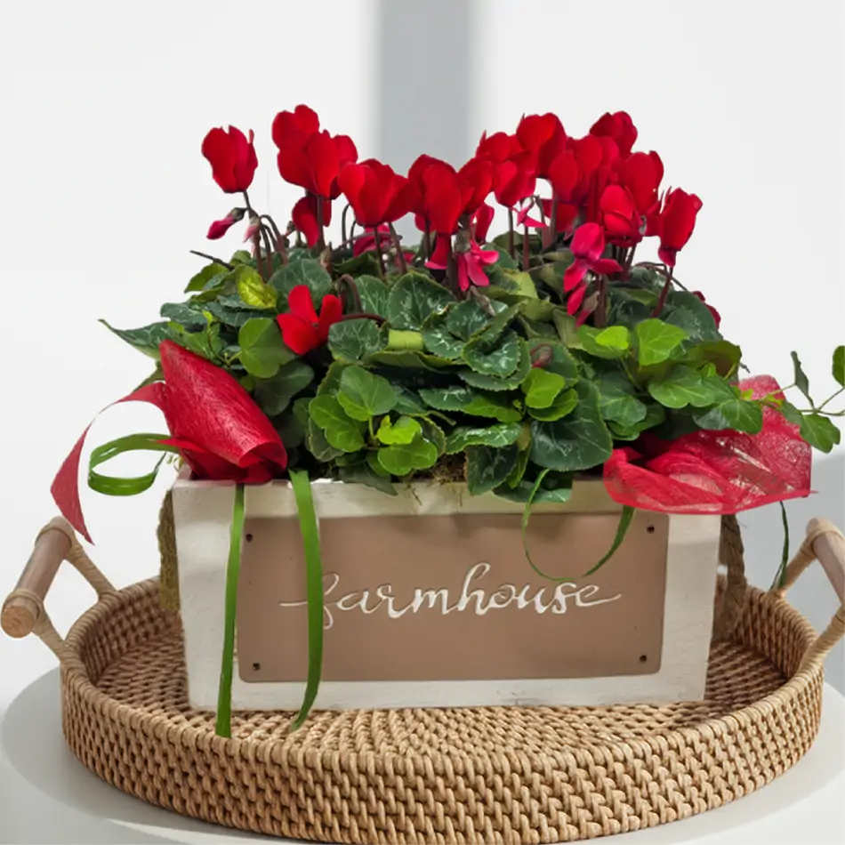 Composición de ciclámenes