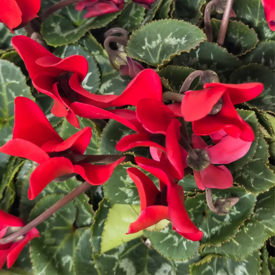 Composición de ciclámenes