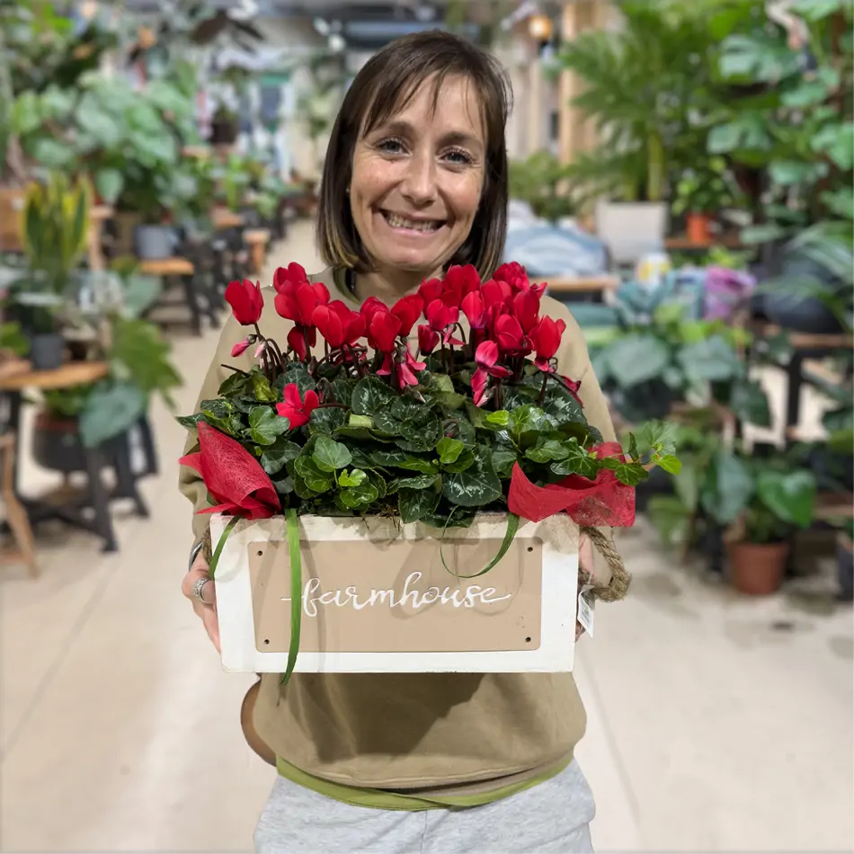 Composición de ciclámenes