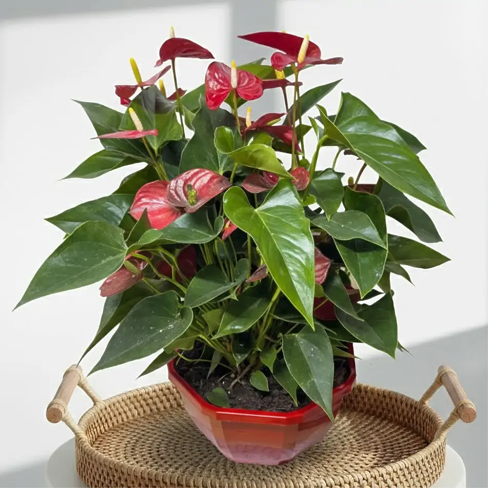 Composición de planta de anthurium en tarrina