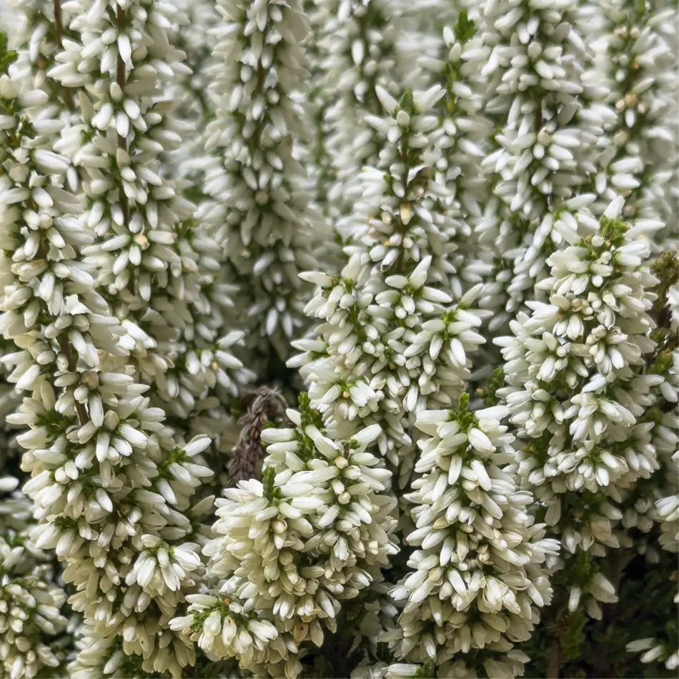 Composición rústica de callunas