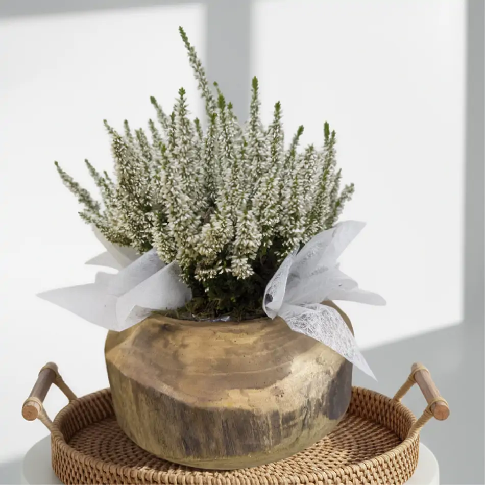 Composición rústica de callunas