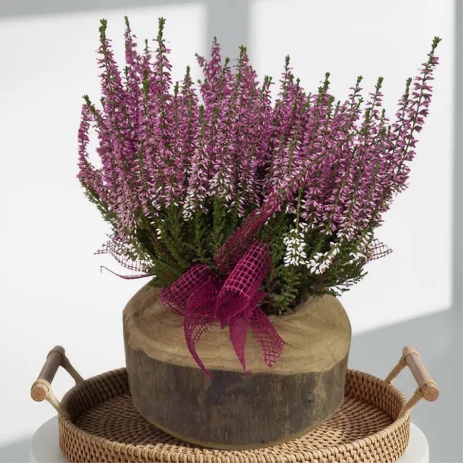 Composición rústica de ericas